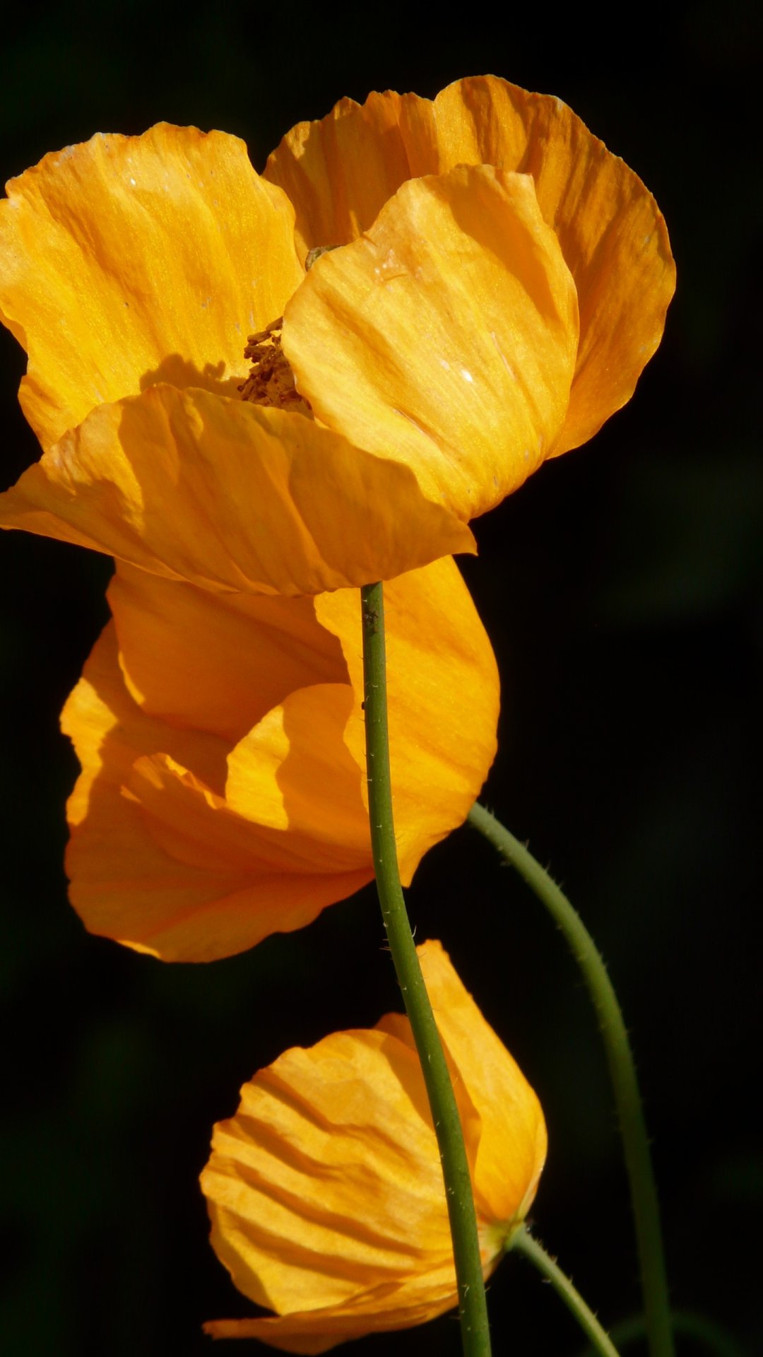 让人害怕的罂粟花,高清图片,手机壁纸