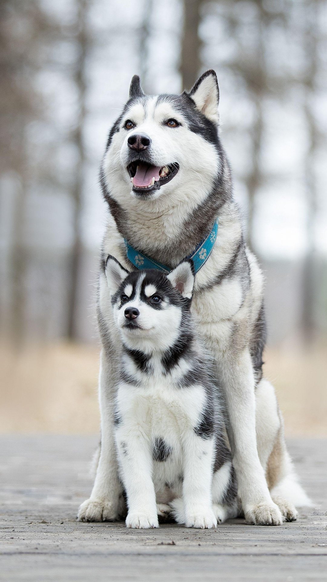 眉清目秀的哈士奇,高清图片,手机壁纸