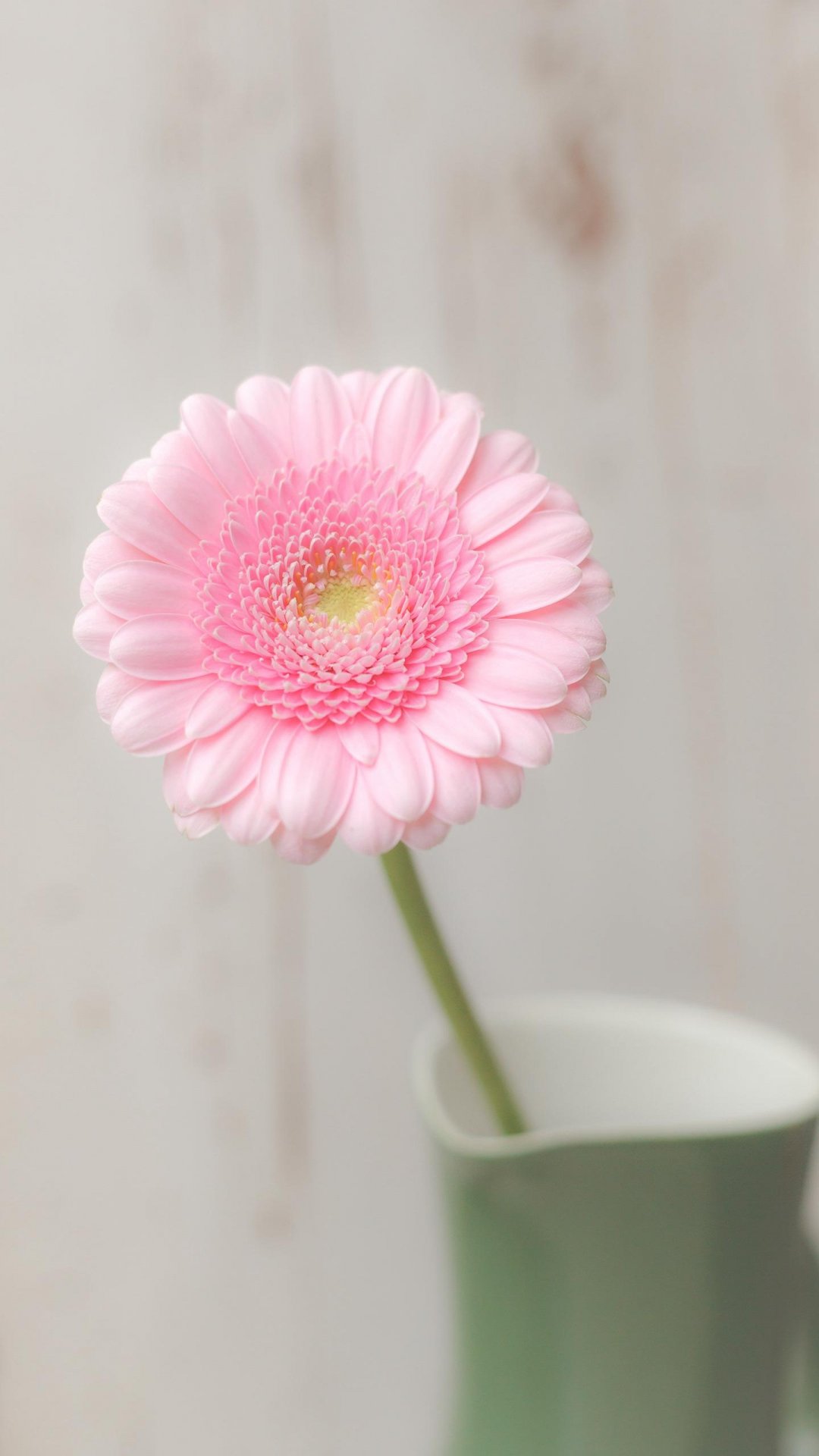 粉色非洲菊,高清图片,手机壁纸