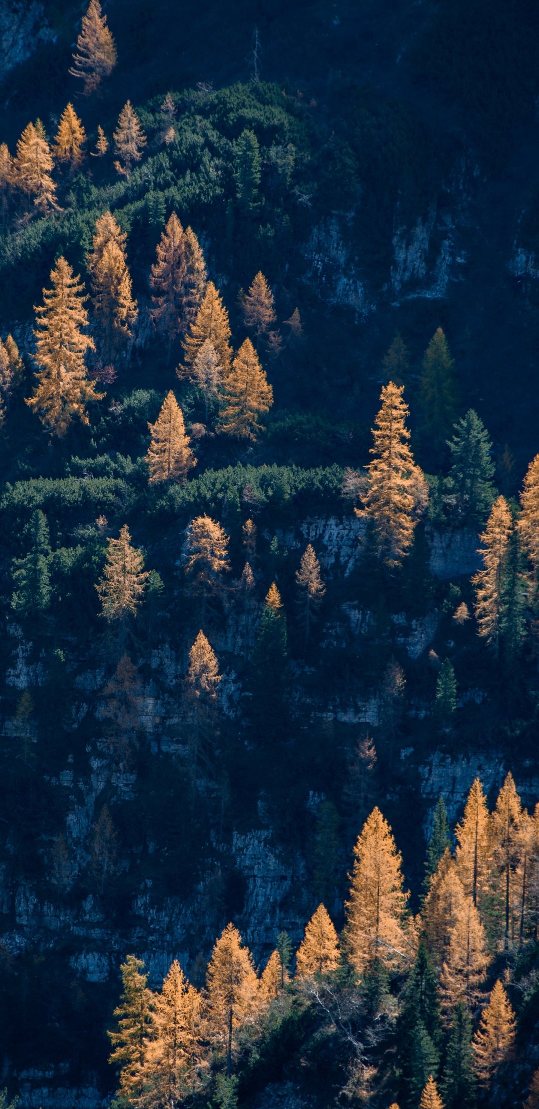 深秋时节叶子变黄了