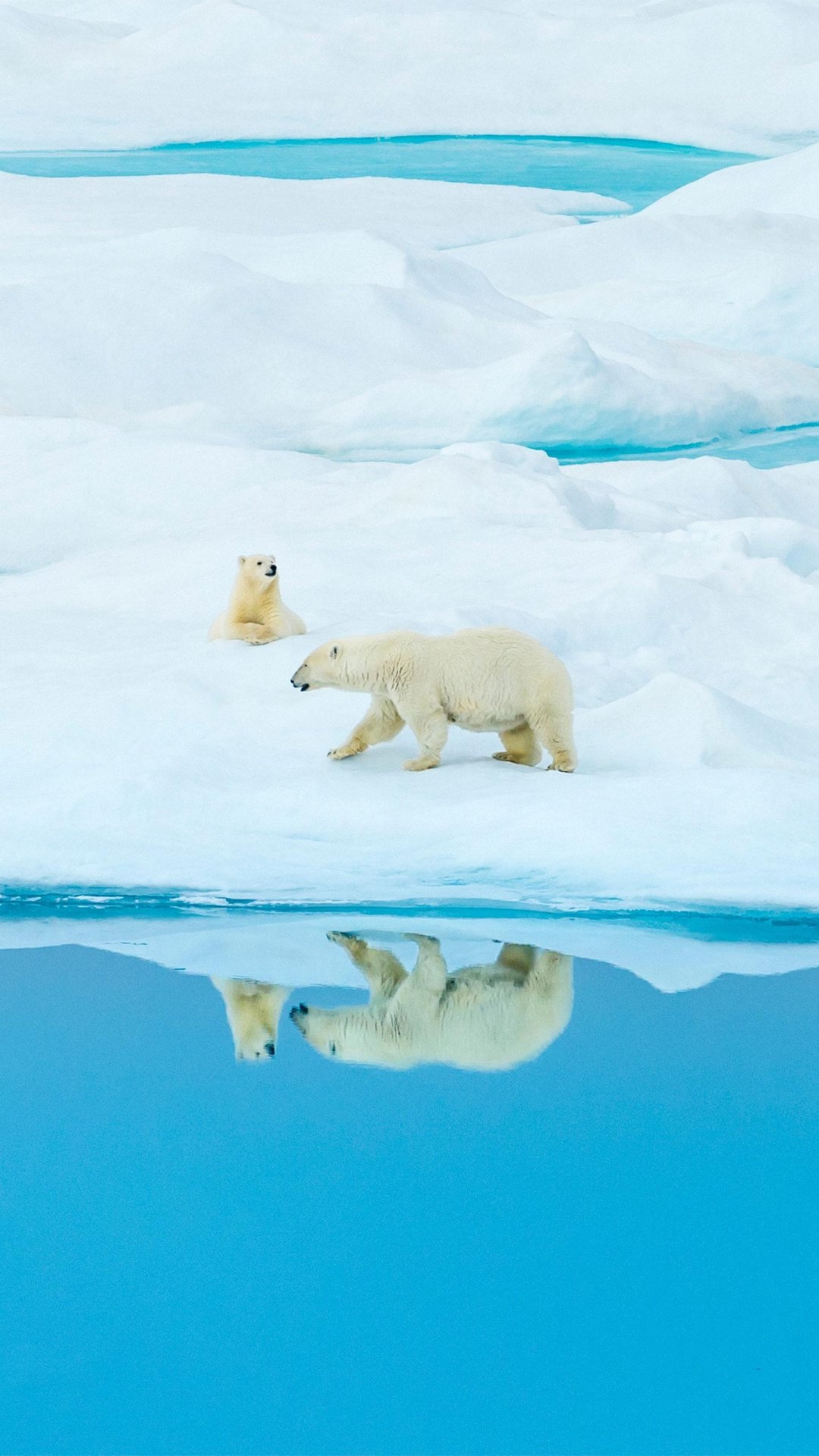 格陵兰岛北极熊