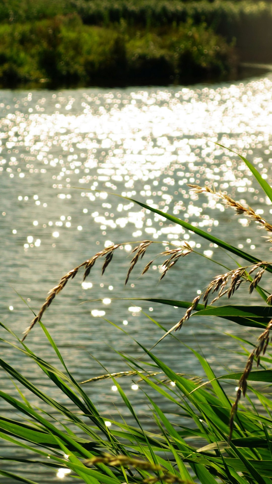 波光粼粼的河水