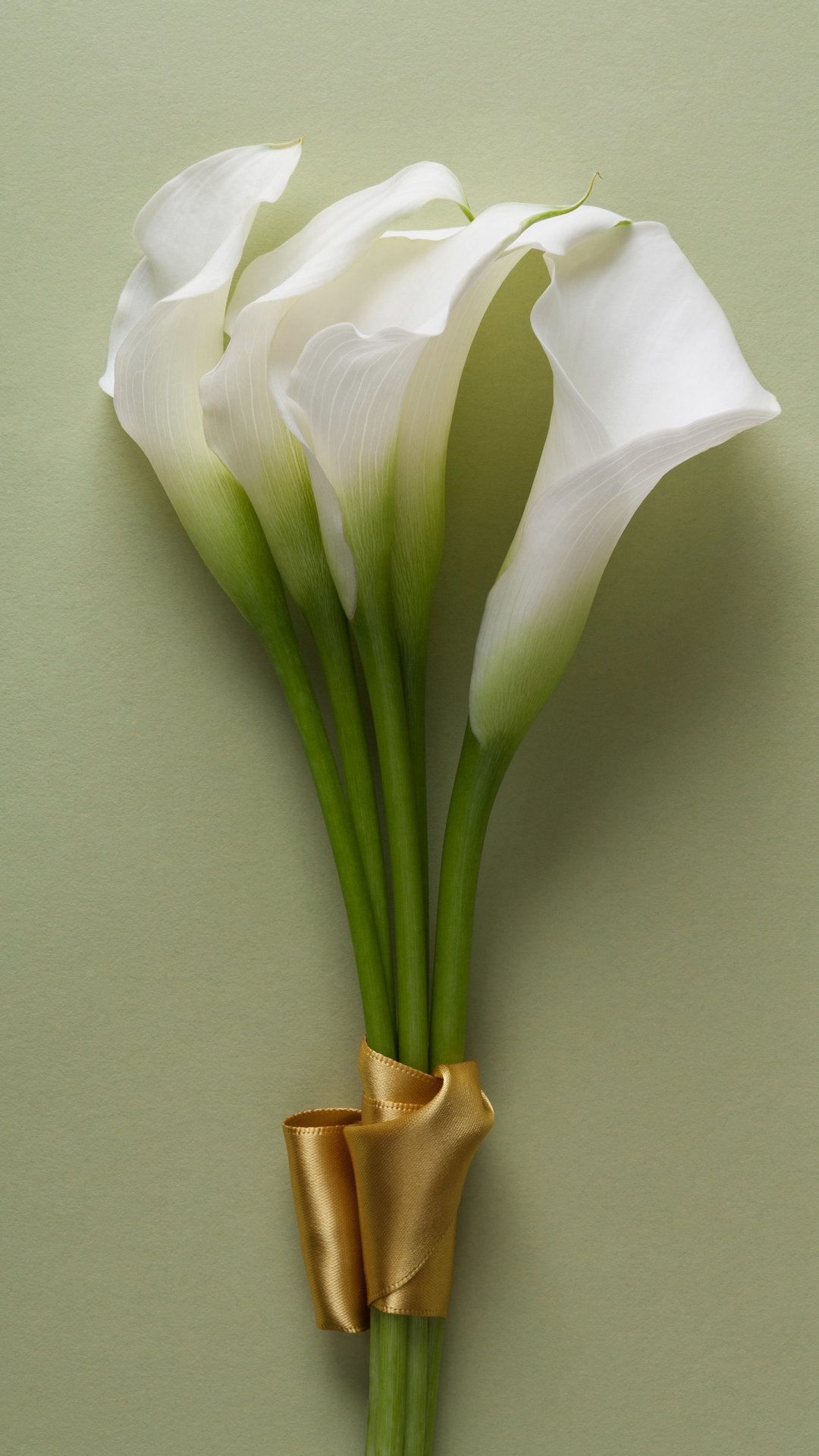 挺秀雅致的马蹄莲