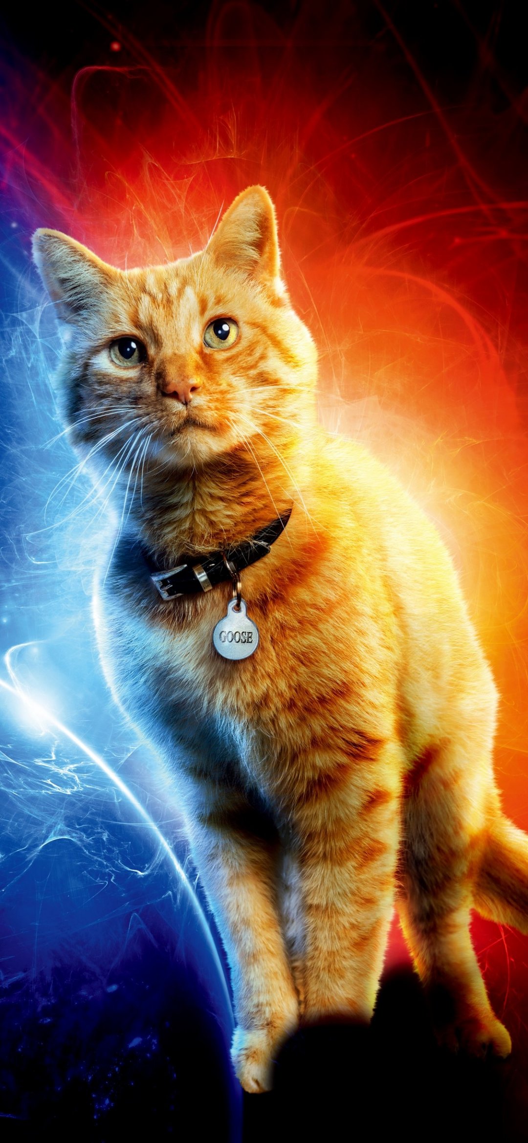 惊奇队长橘猫2019