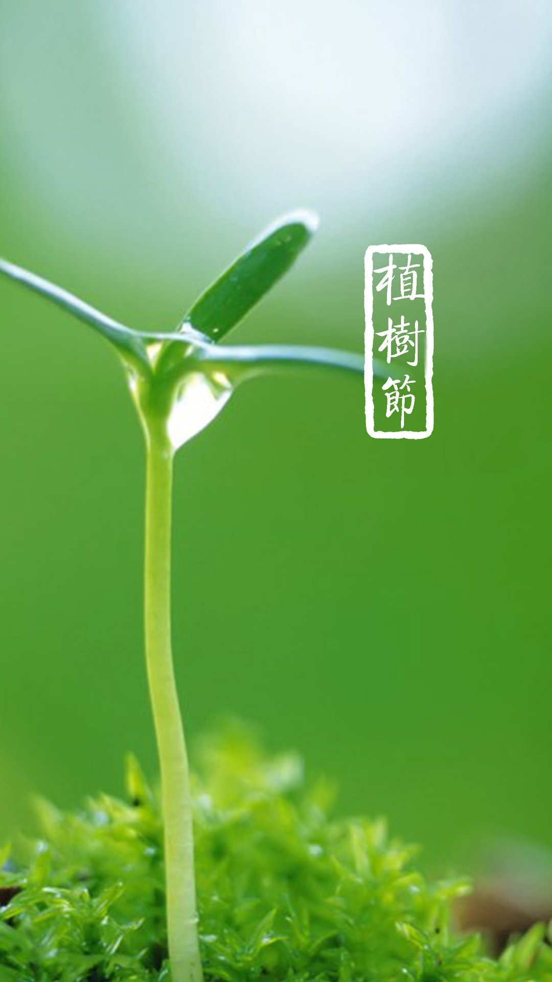 植树节的小嫩芽