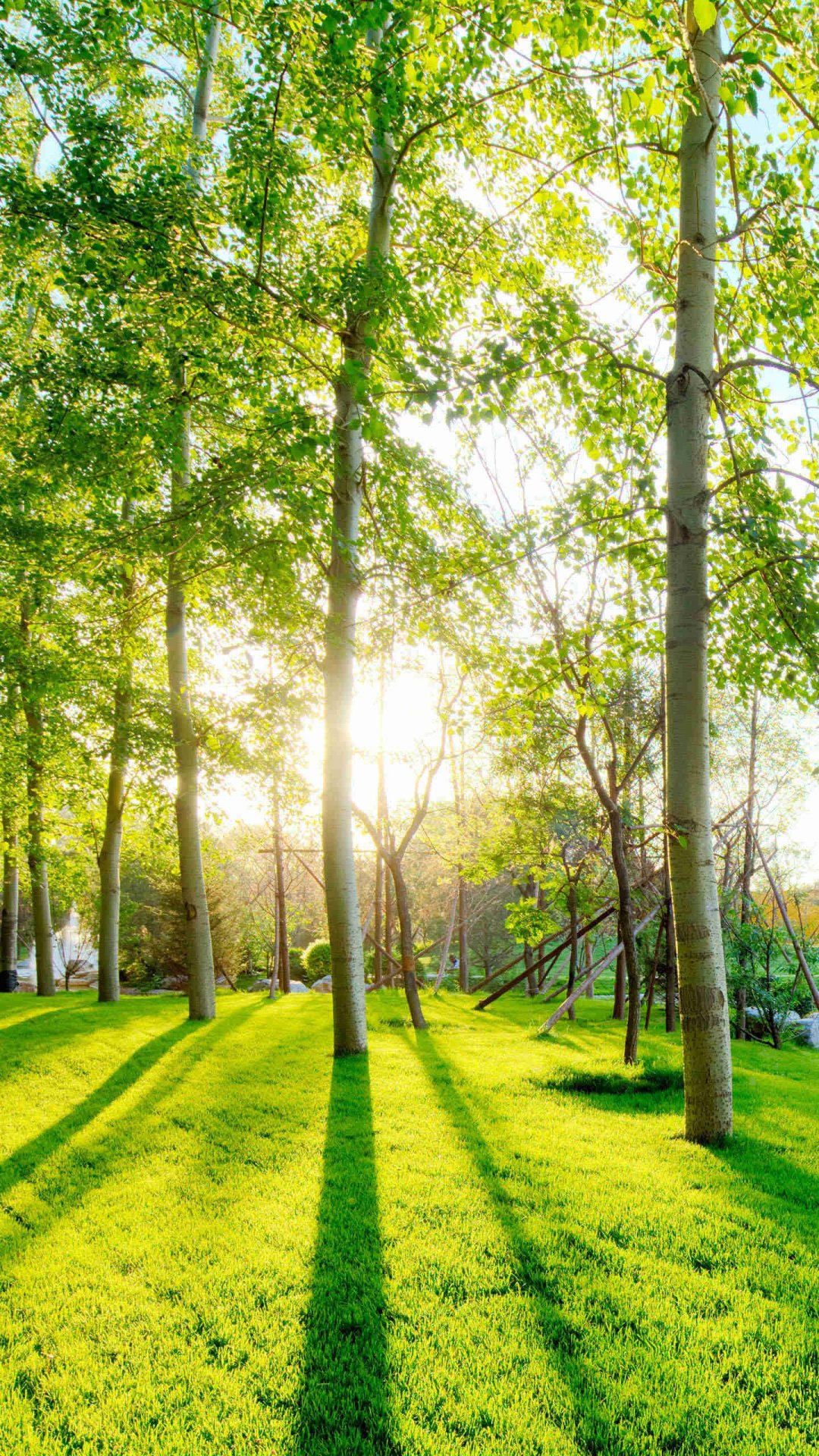 植树节后的绿色森林
