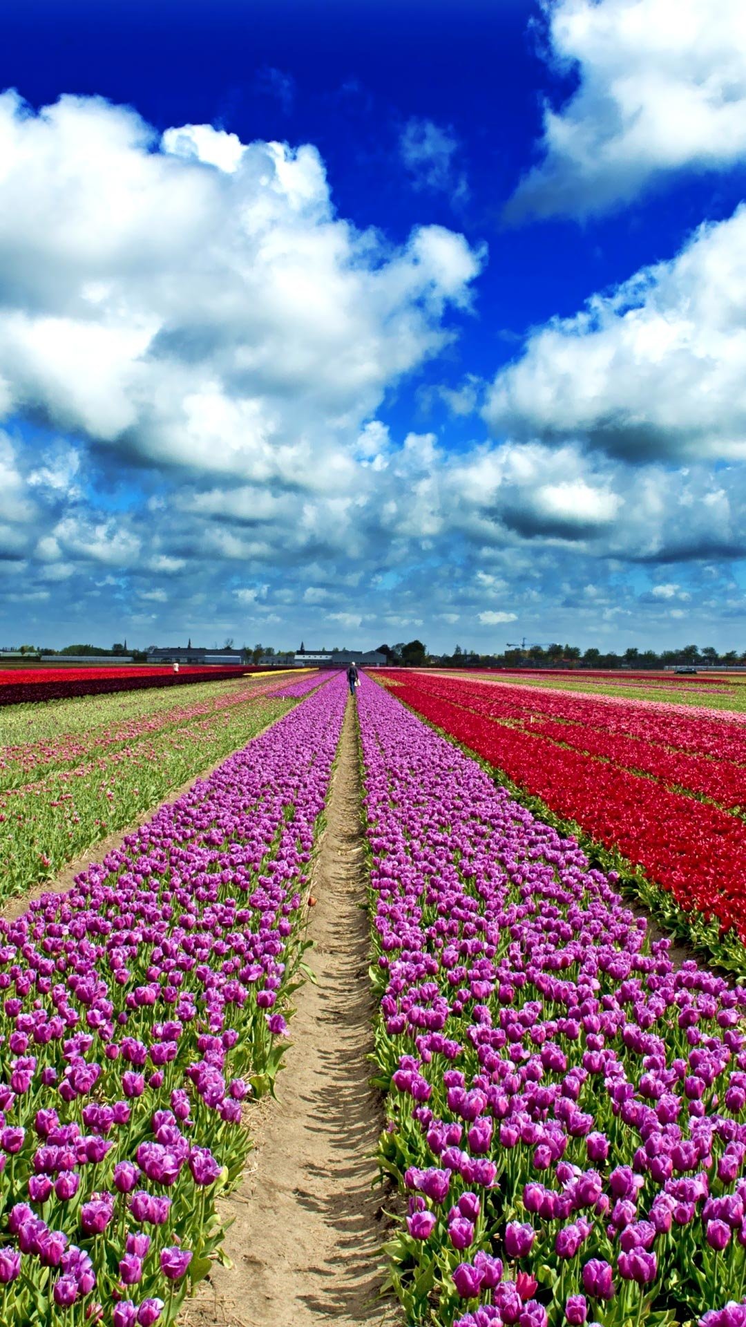 郁金香花田唯美写真,高清图片,手机壁纸