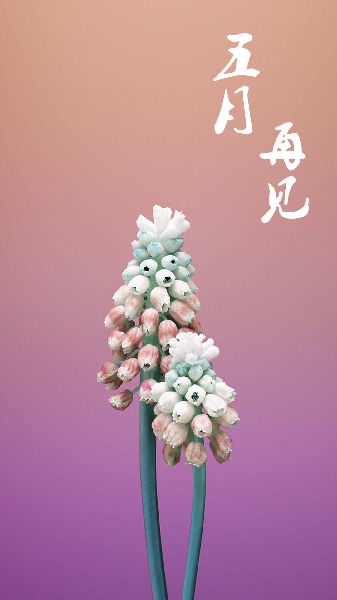 五月再见唯美鲜花背景