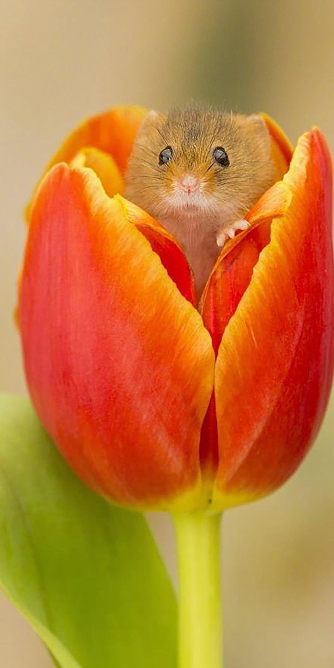花苞里的可爱小仓鼠,高清图片,手机壁纸