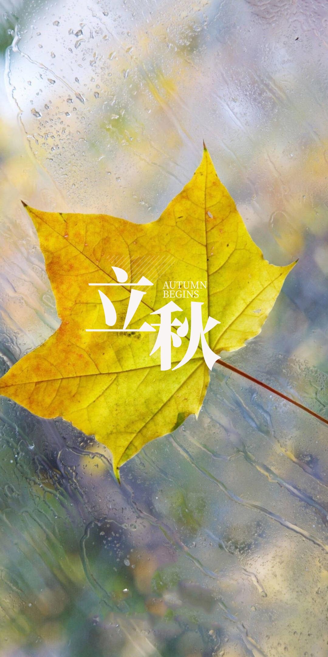 立秋:雨中落叶,高清图片,手机壁纸