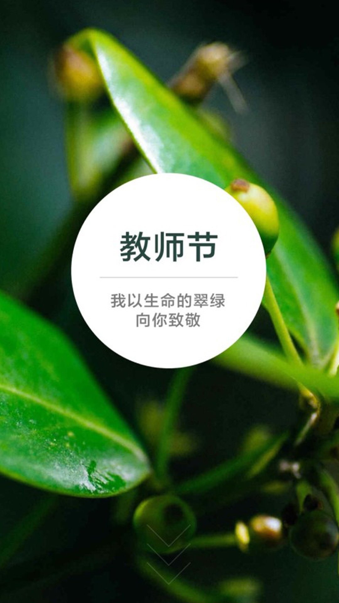 教师节:我以生命的翠绿向你致敬,高清图片,手机壁纸