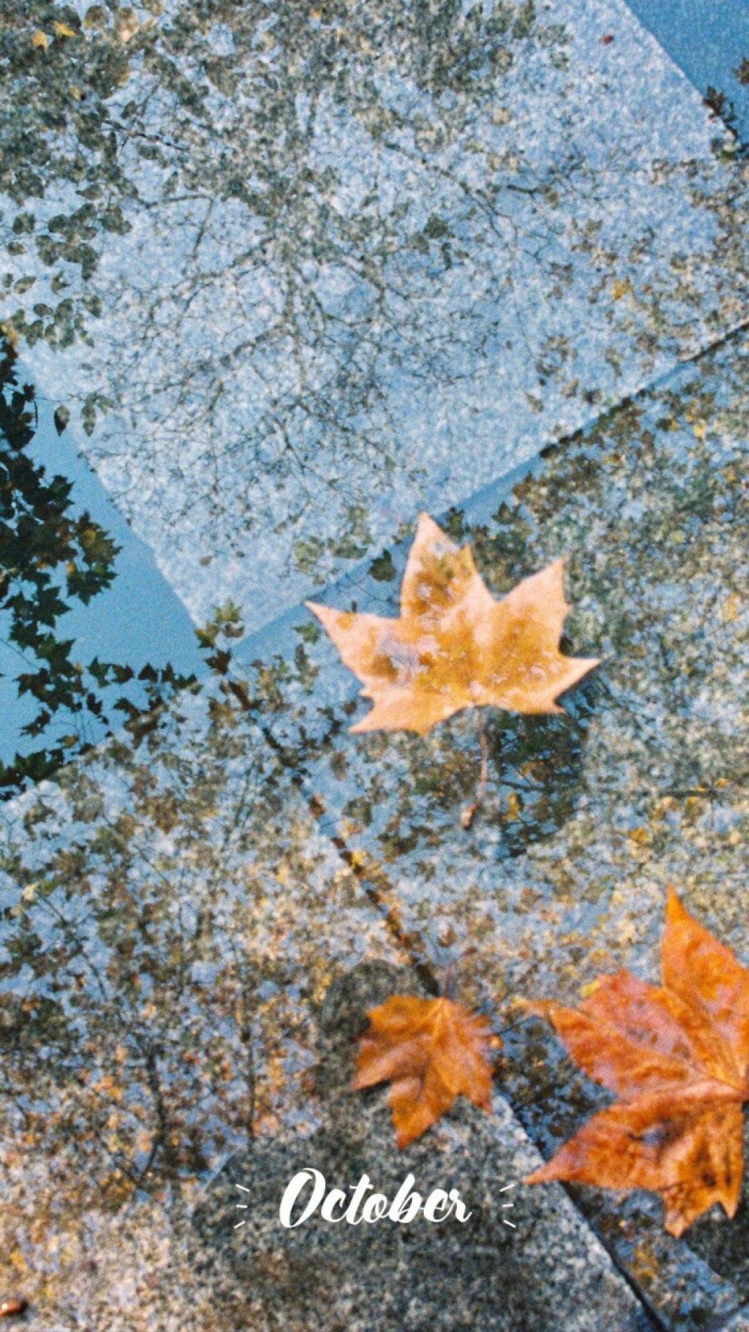 再见,十月的落叶,高清图片,手机壁纸