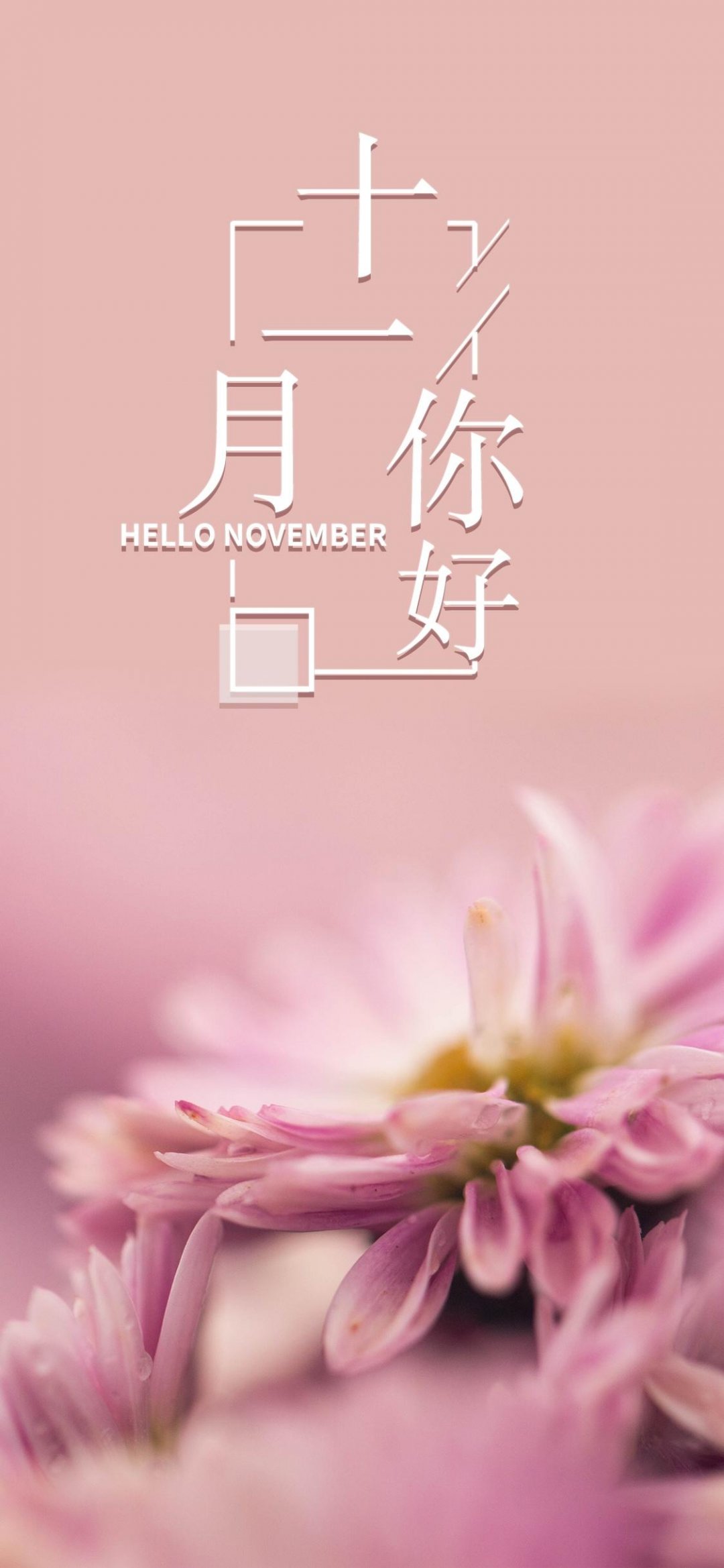 你好11月