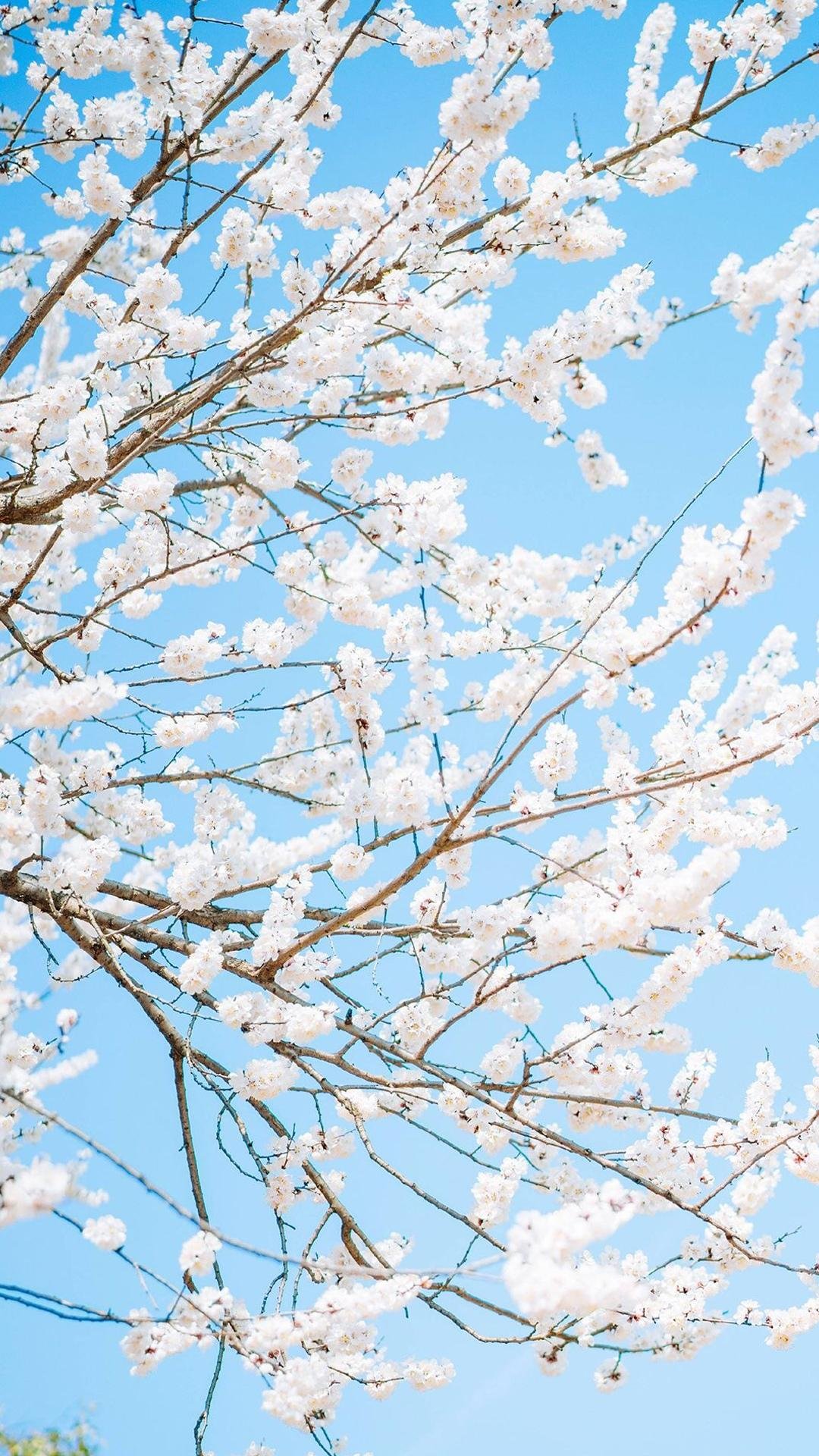 争相绽放的浪漫樱花