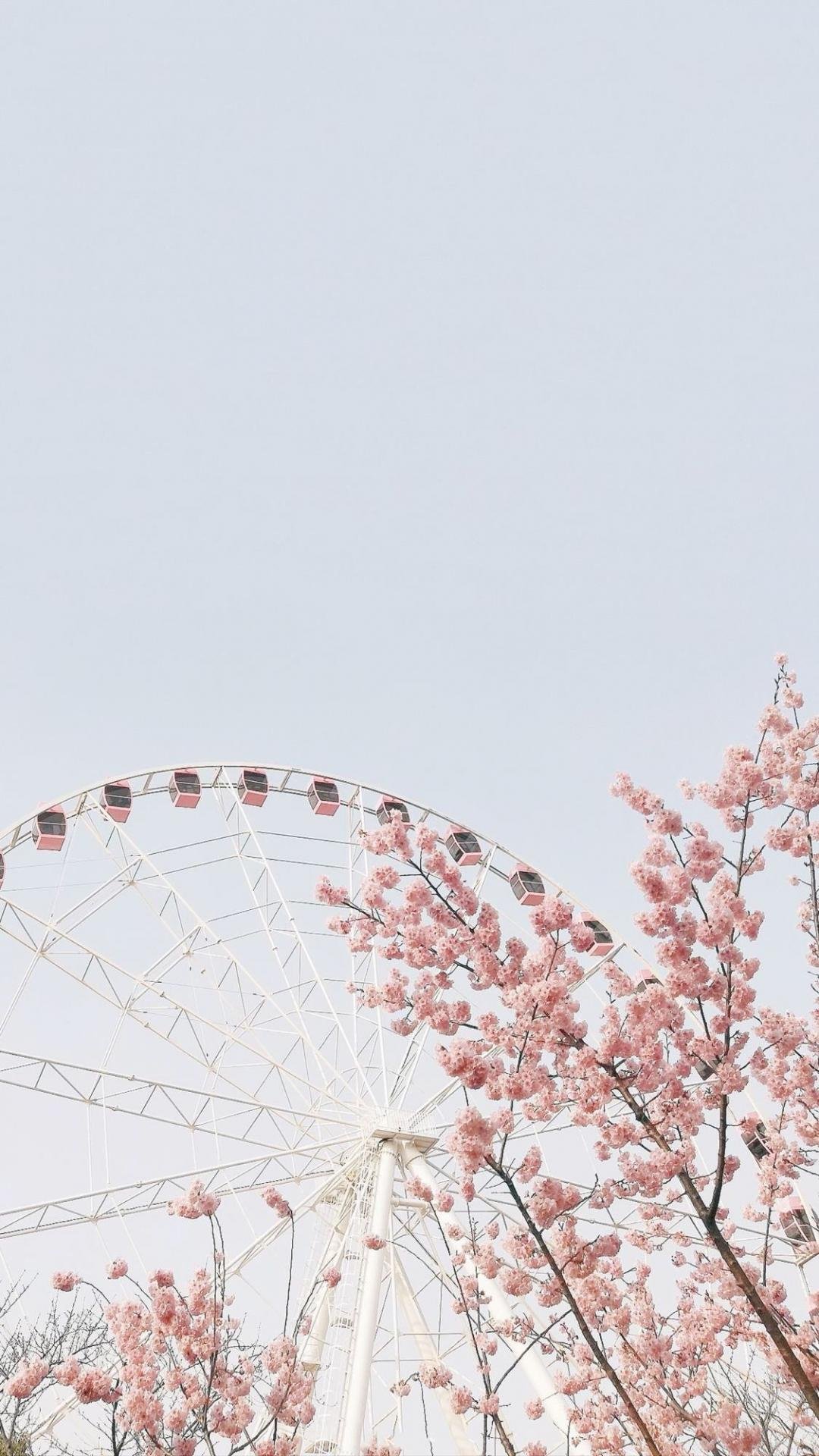 摩天轮下的唯美樱花风光