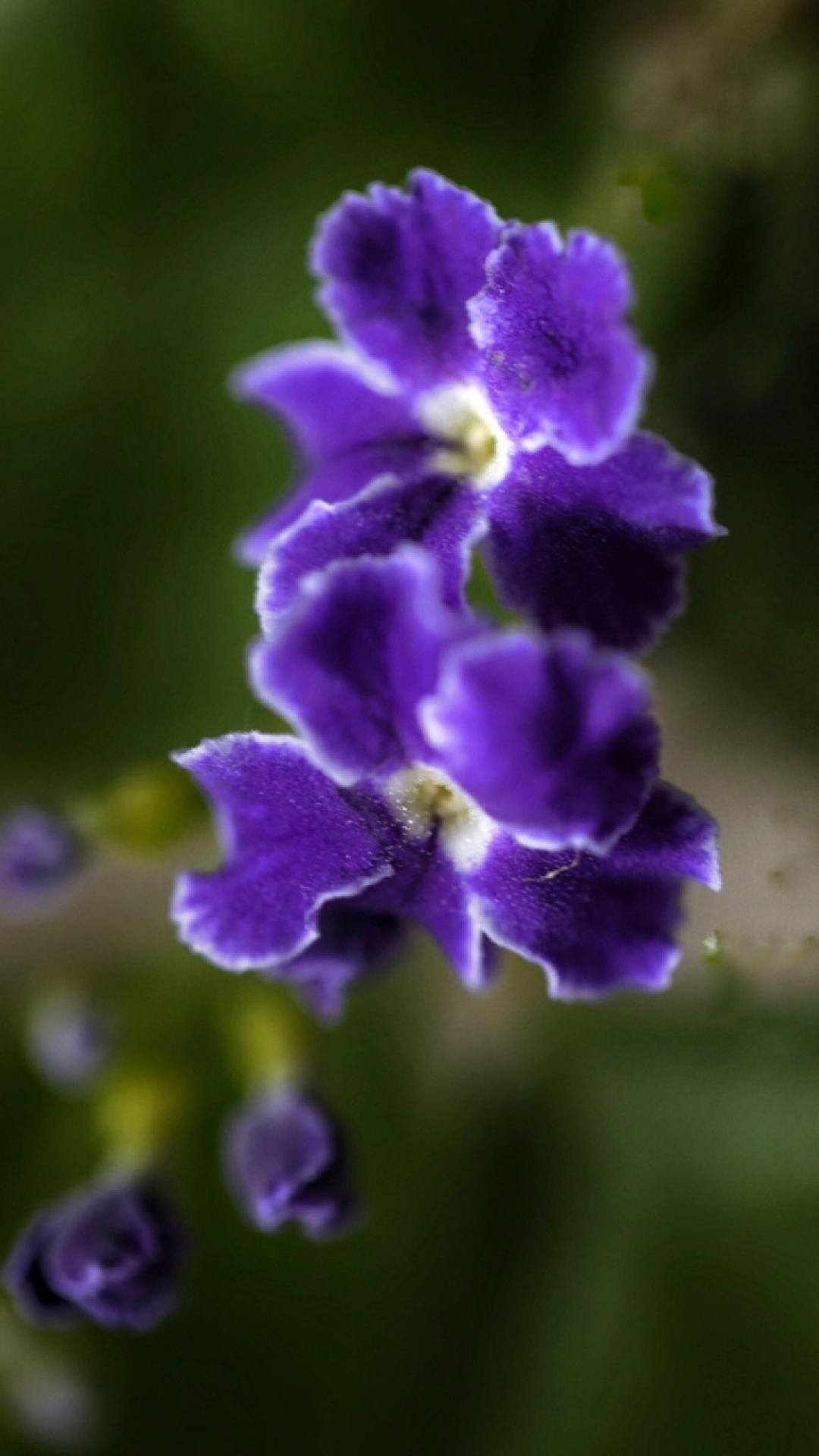 10 mb 原图尺寸:1080*1920 查看原图简介:一组精美的自然界中的紫罗兰