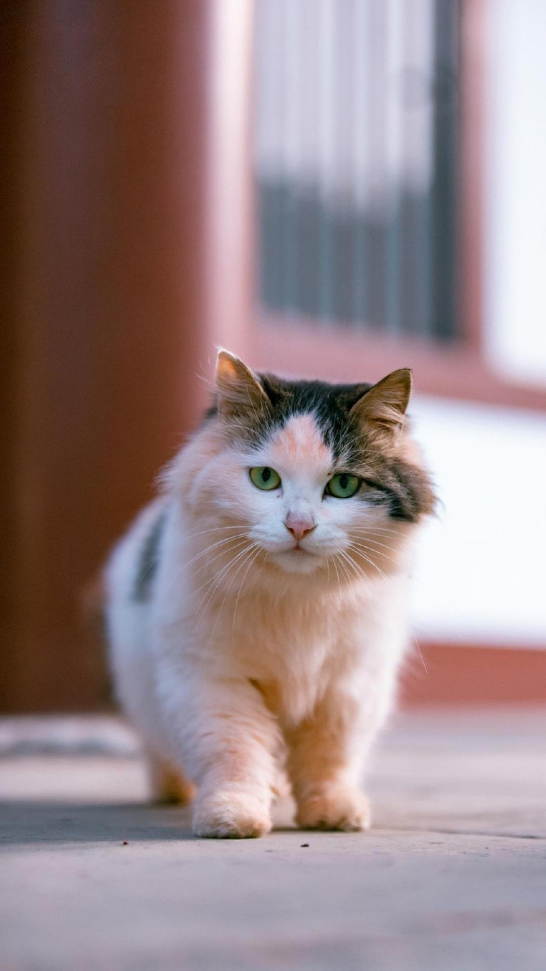 超萌可爱的猫图片高清图片