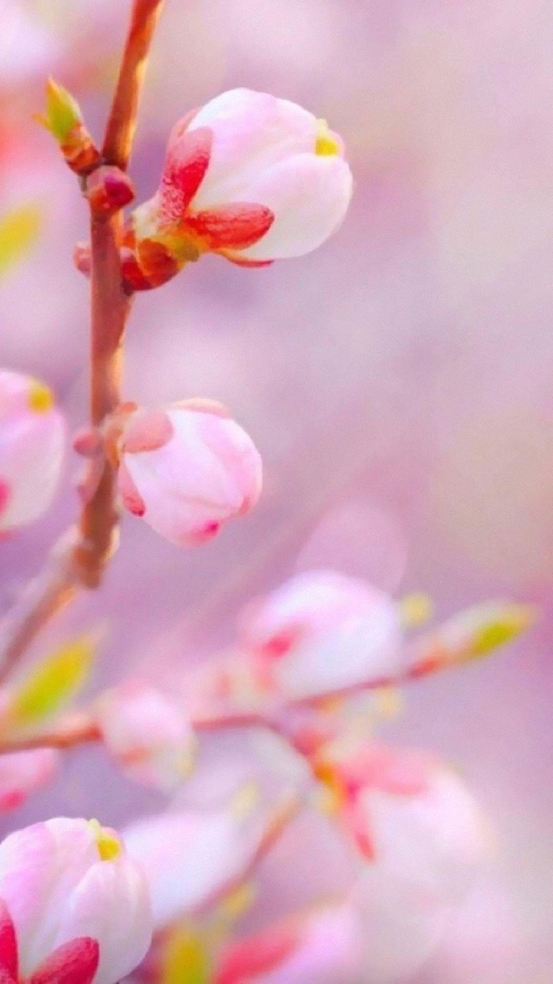 春暖花开的季节 高清图片 手机壁纸