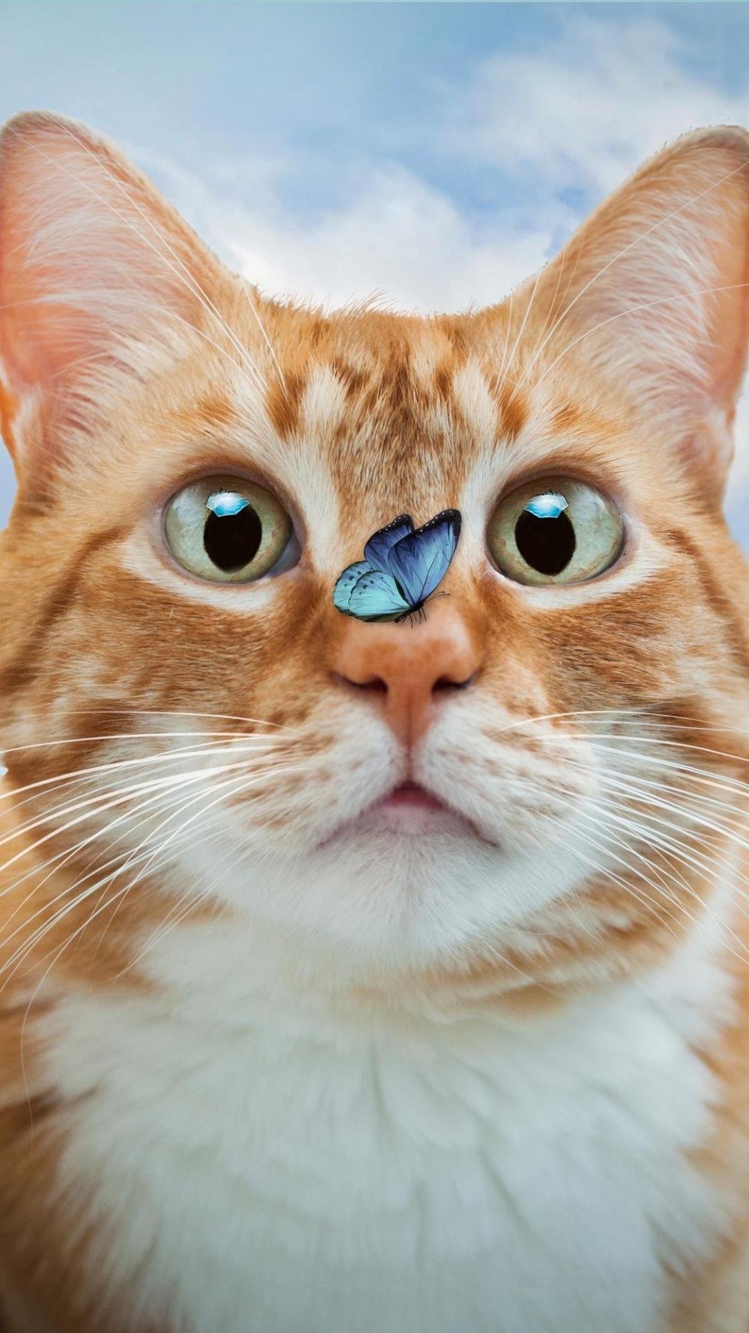 惊讶的可爱小猫咪