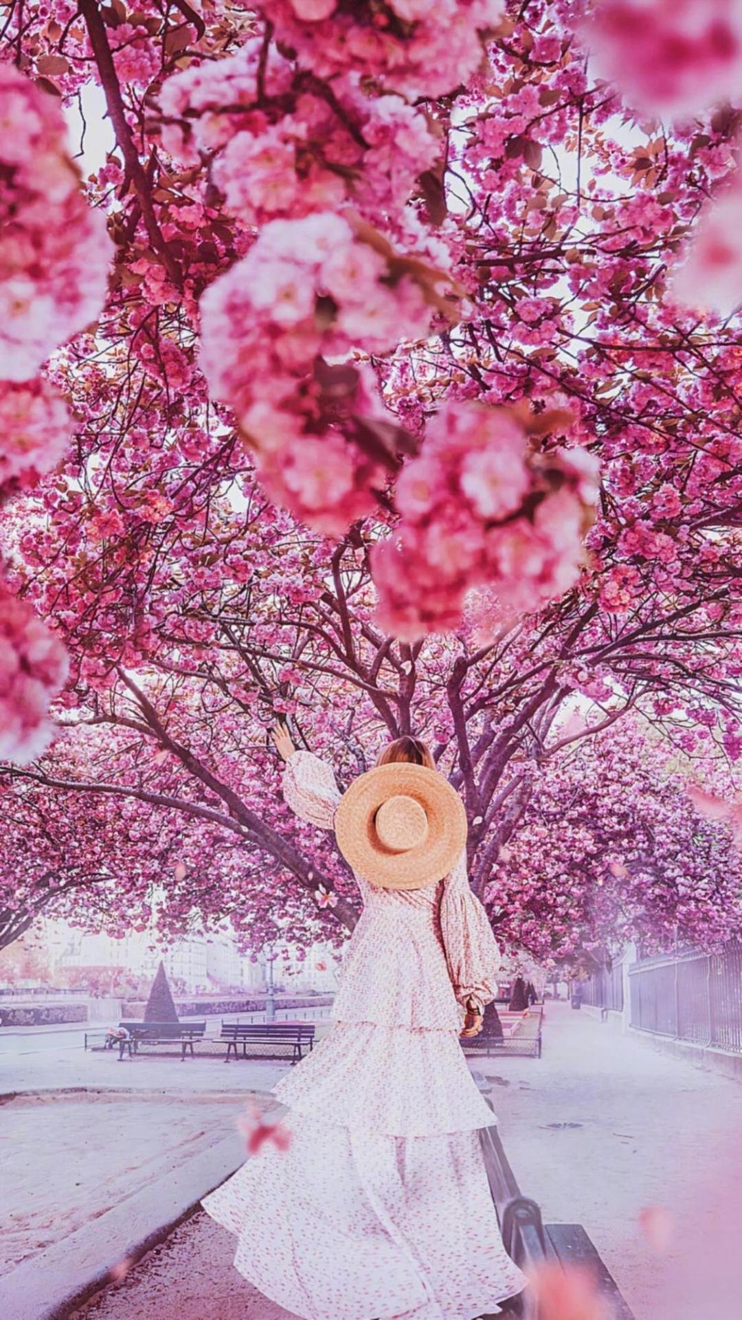 女孩在樱花树下的照片图片