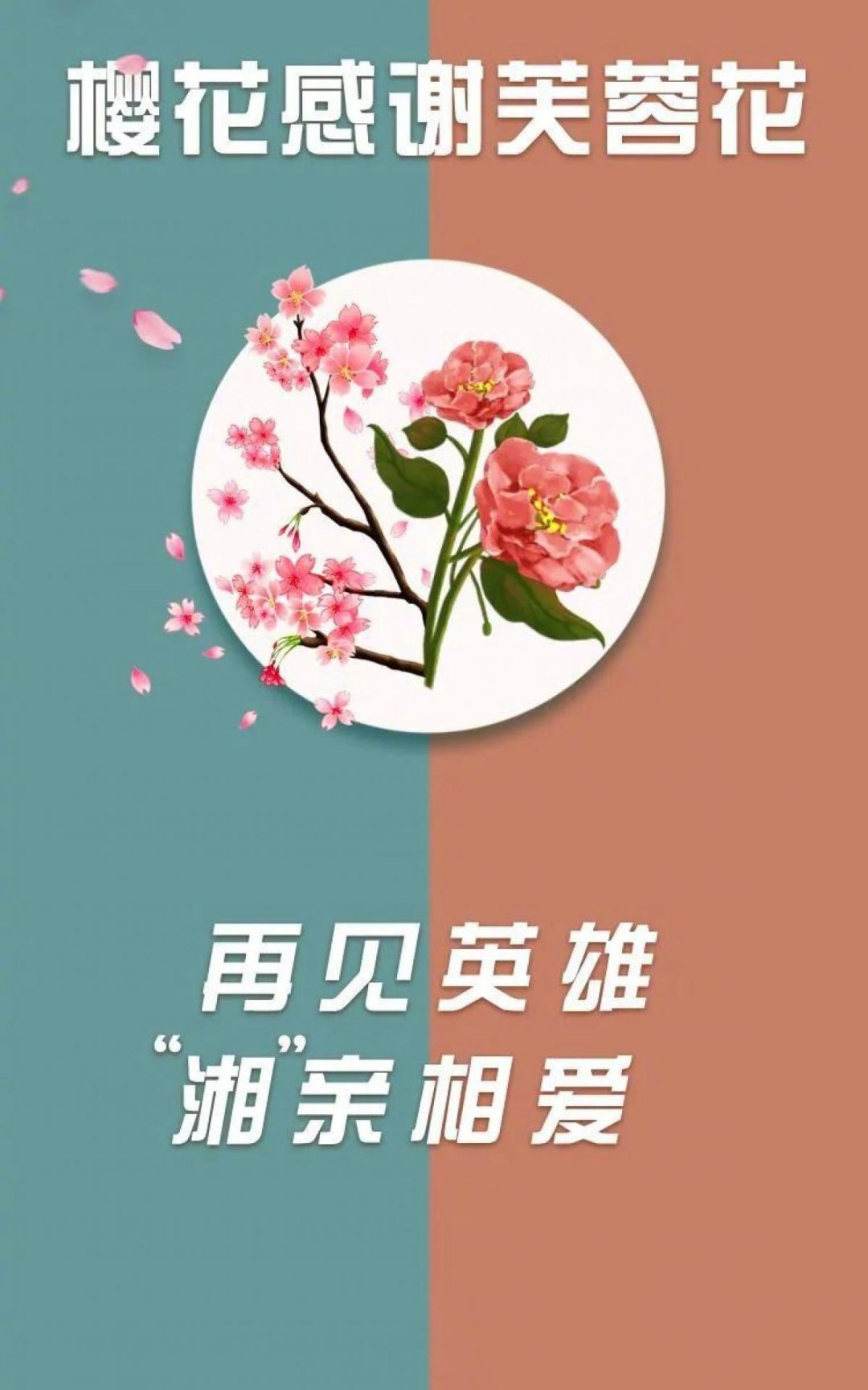 武大樱花感谢芙蓉花 高清图片 手机壁纸