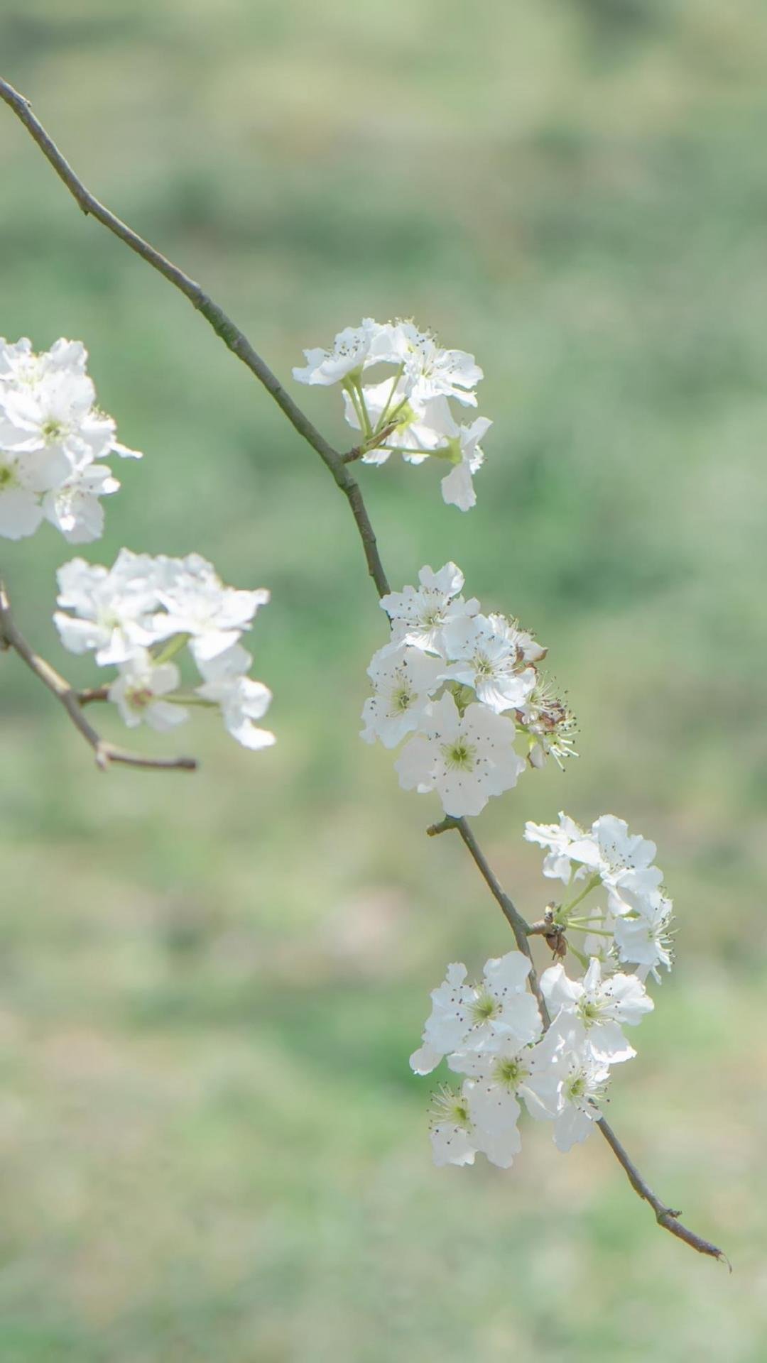 春天来了樱花盛开