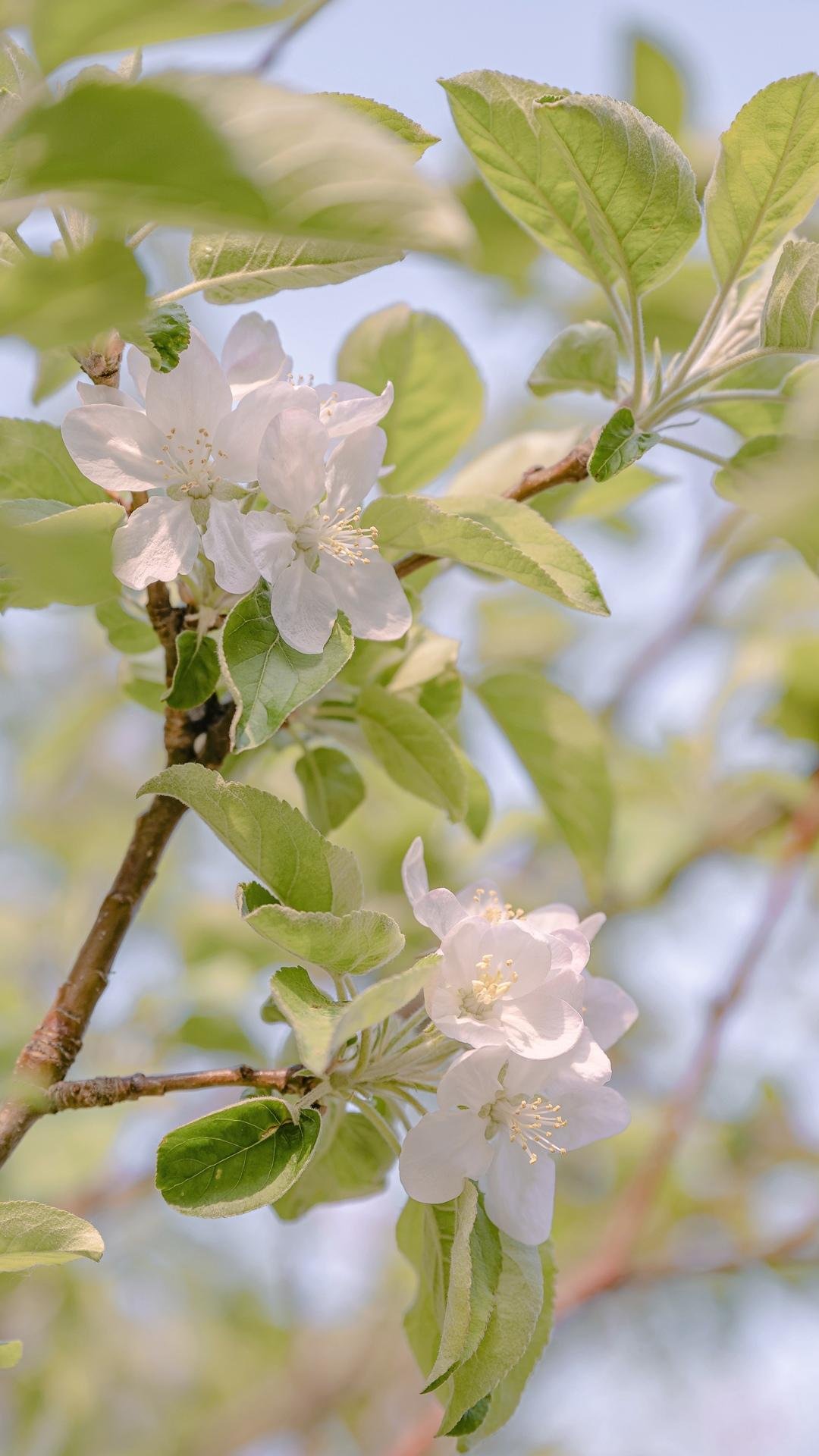清新海棠花养眼迷人摄影,高清图片,手机壁纸