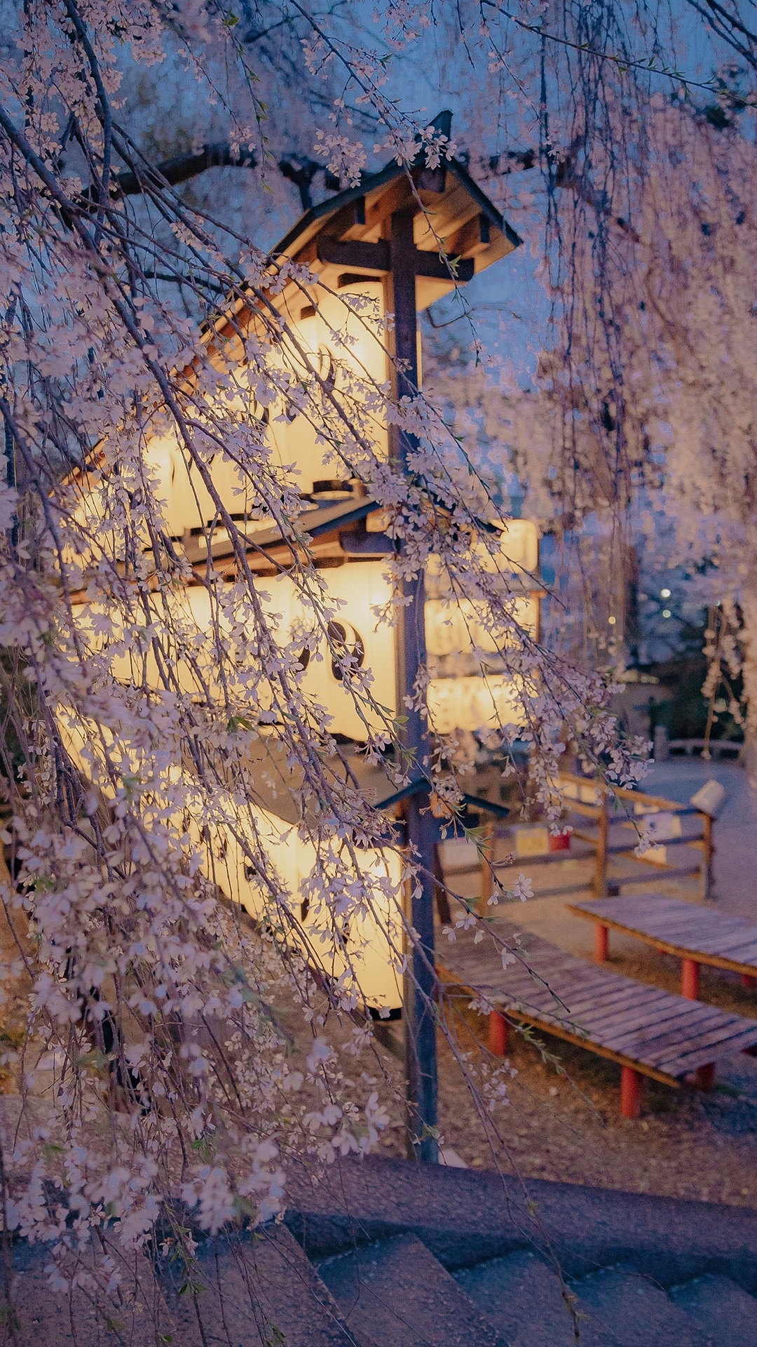 清新樱花唯美迷人京都夜景 高清图片 手机壁纸