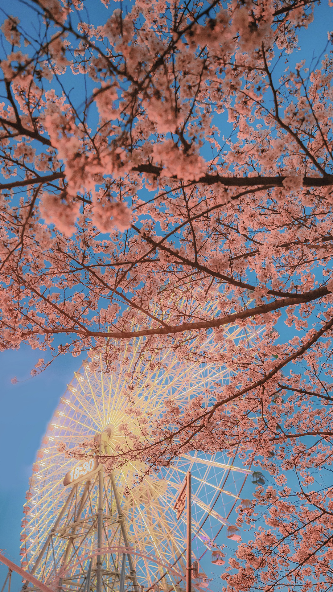 樱花摩天轮唯美清新夜景