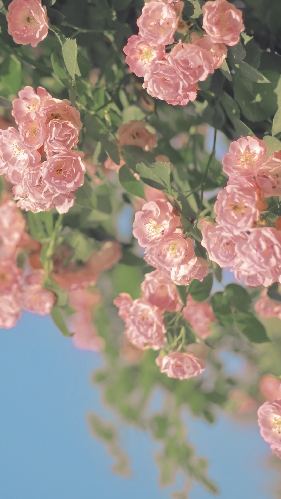 蓝天下的蔷薇清新唯美摄影 高清图片 手机壁纸