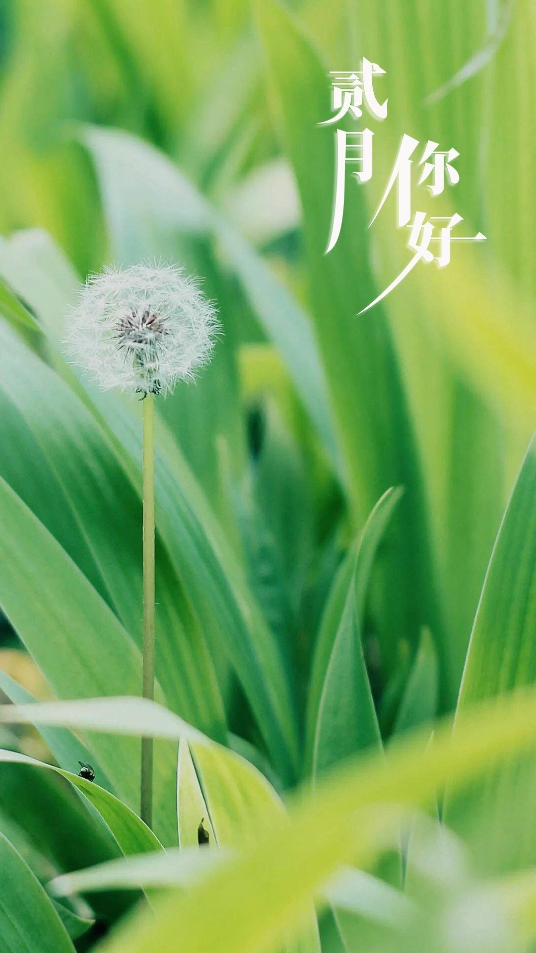 二月你好小清新蒲公英