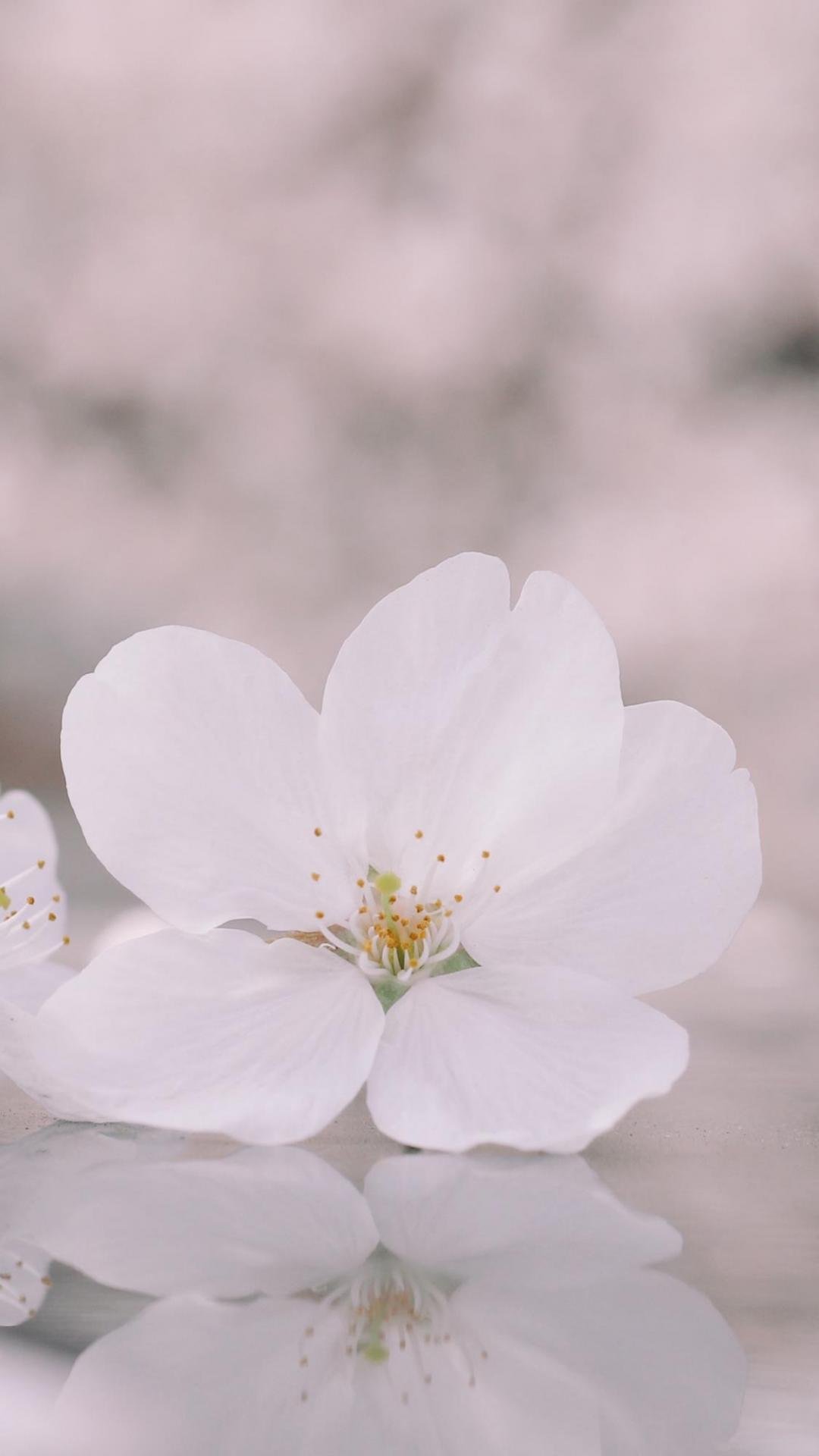 掉落的东京樱花