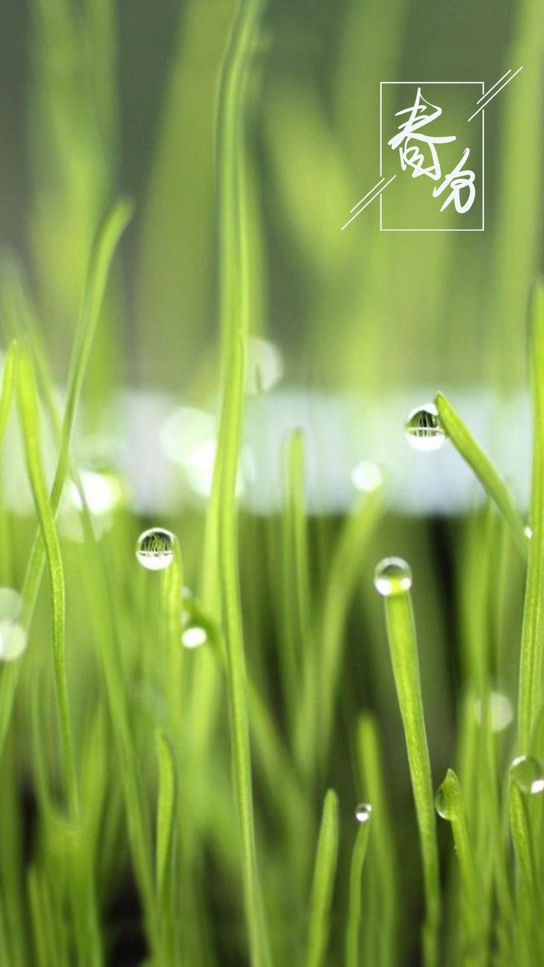 24时节春分唯美风光