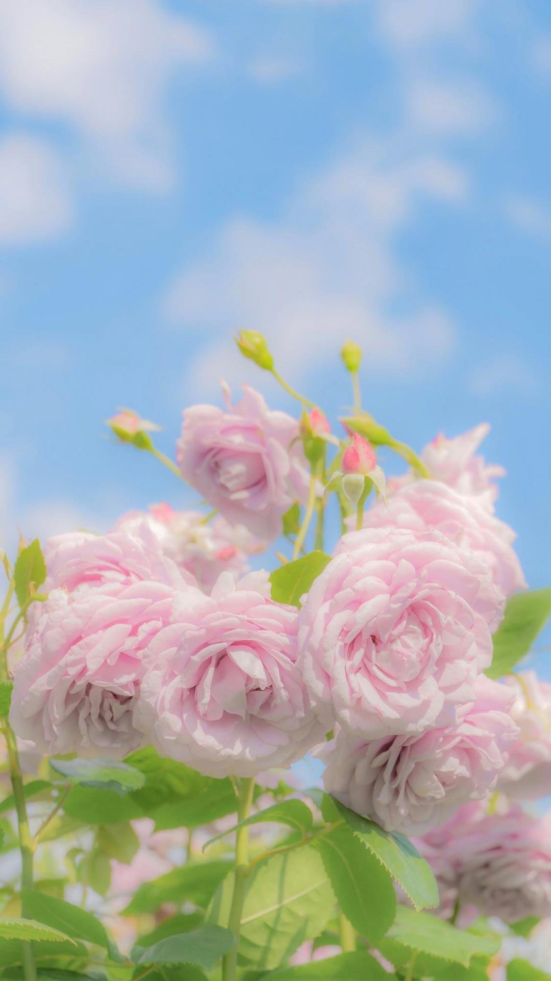 唯美迷人的百叶蔷薇 高清图片 手机壁纸