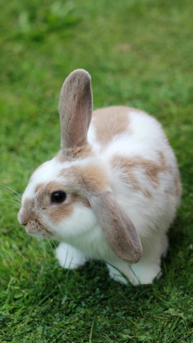 可爱温顺的兔子图片