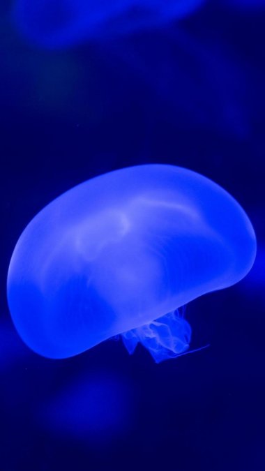 深海水母生物