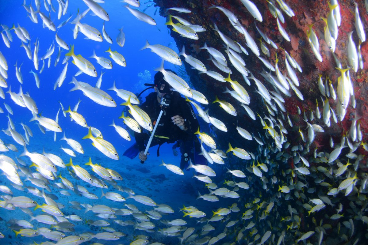 海底魚群與潛水員圖片