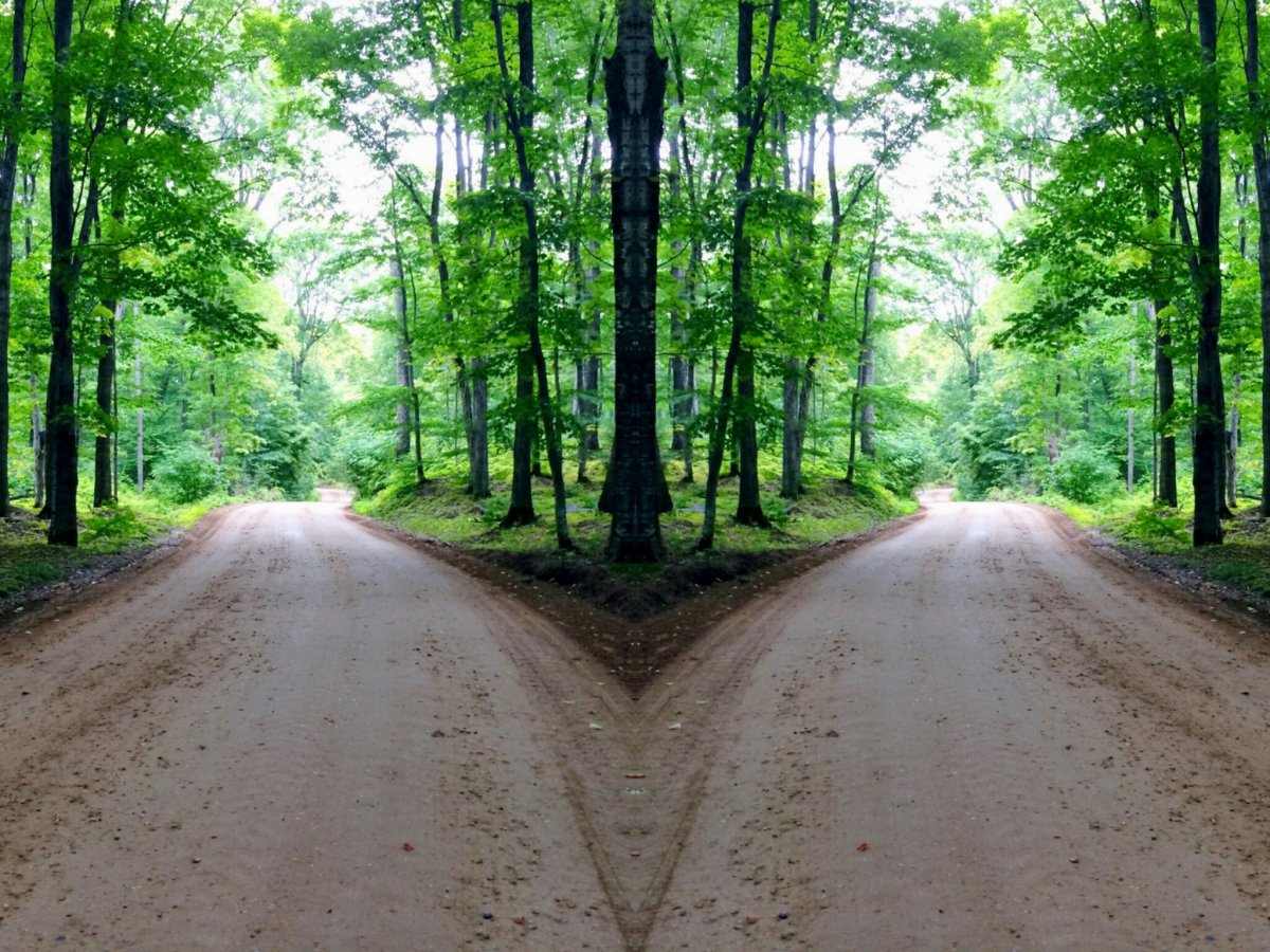 森林岔路口图片图片