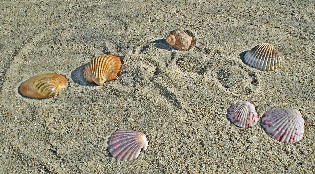 海岸沙滩贝壳图片