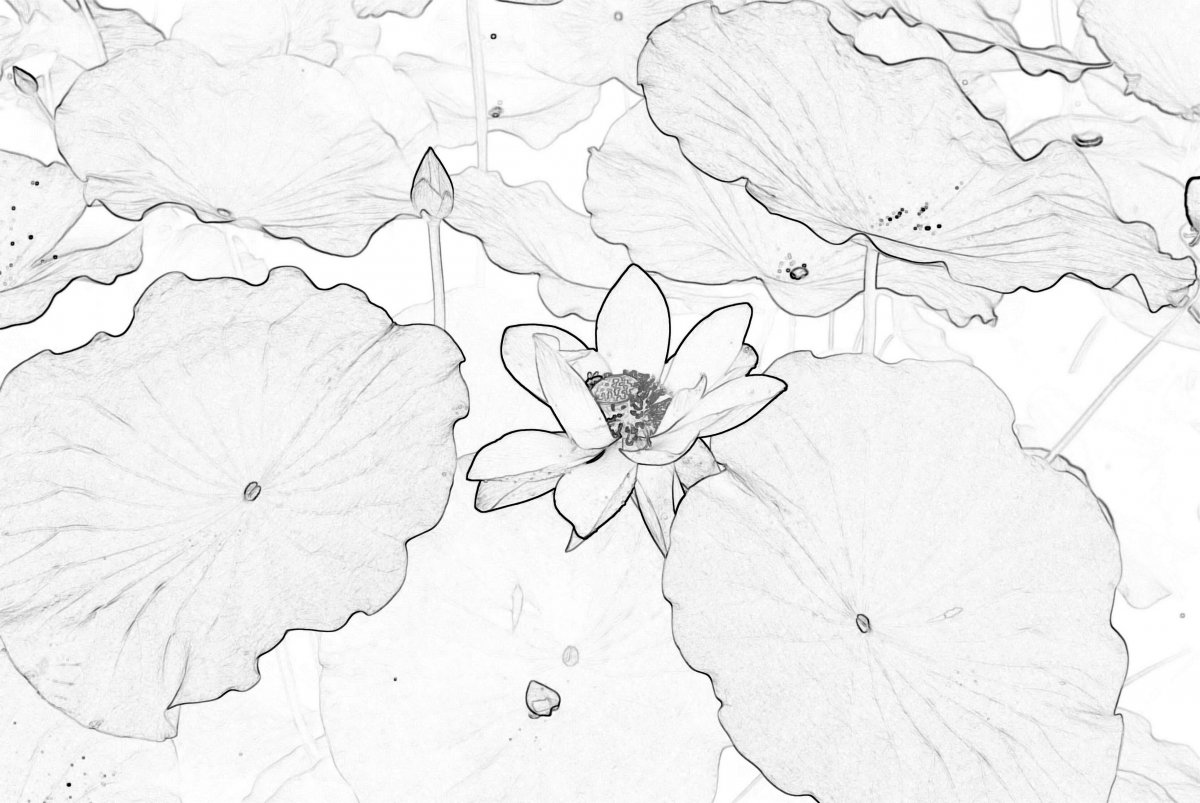 素描荷花图片