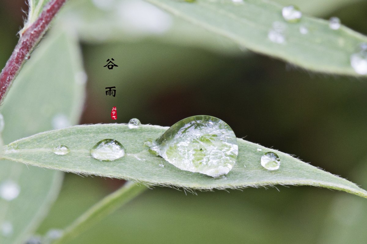 二十四节气谷雨图片