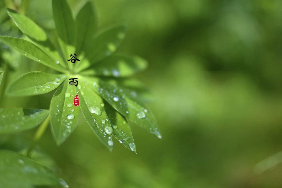 穀雨24節氣圖片