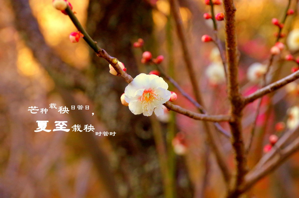 夏至二十四节气图片,高清图片
