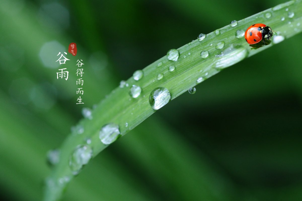 谷雨图片素材