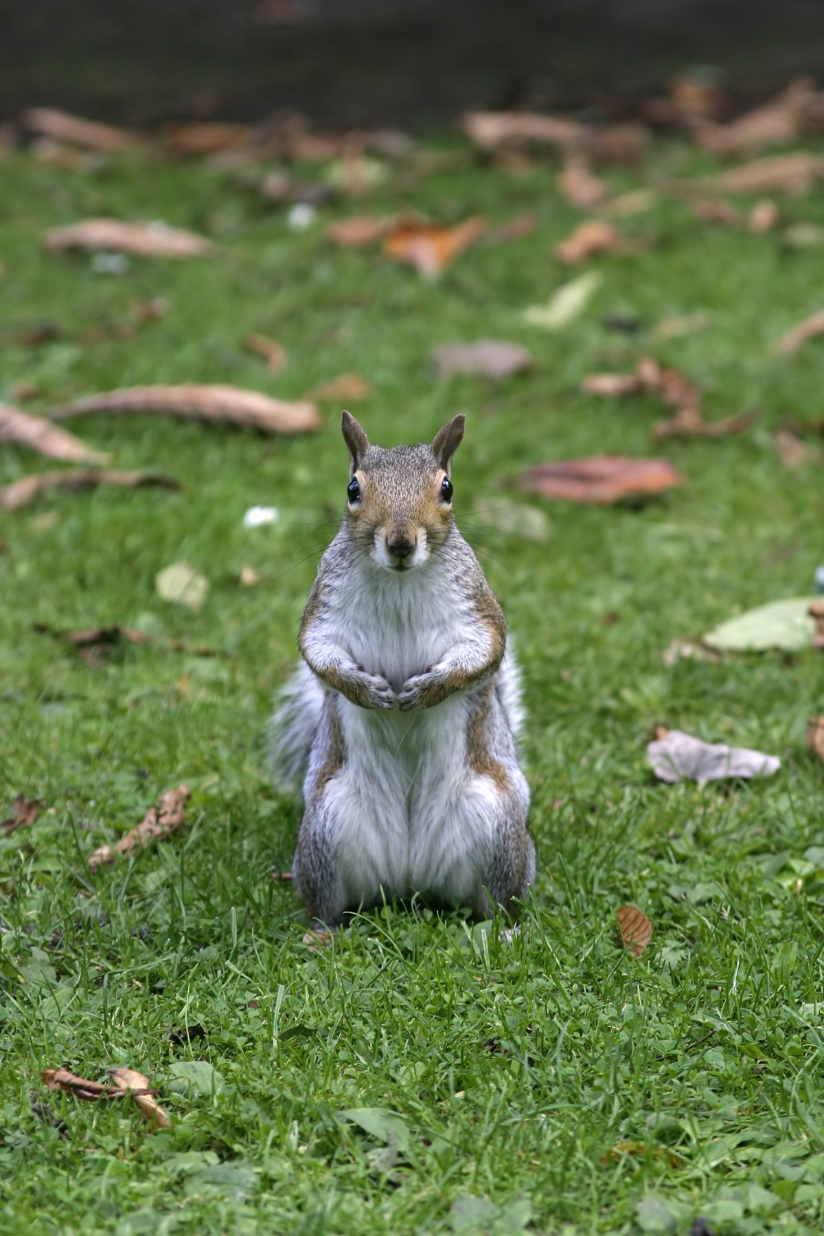 小松鼠特写图片下载
