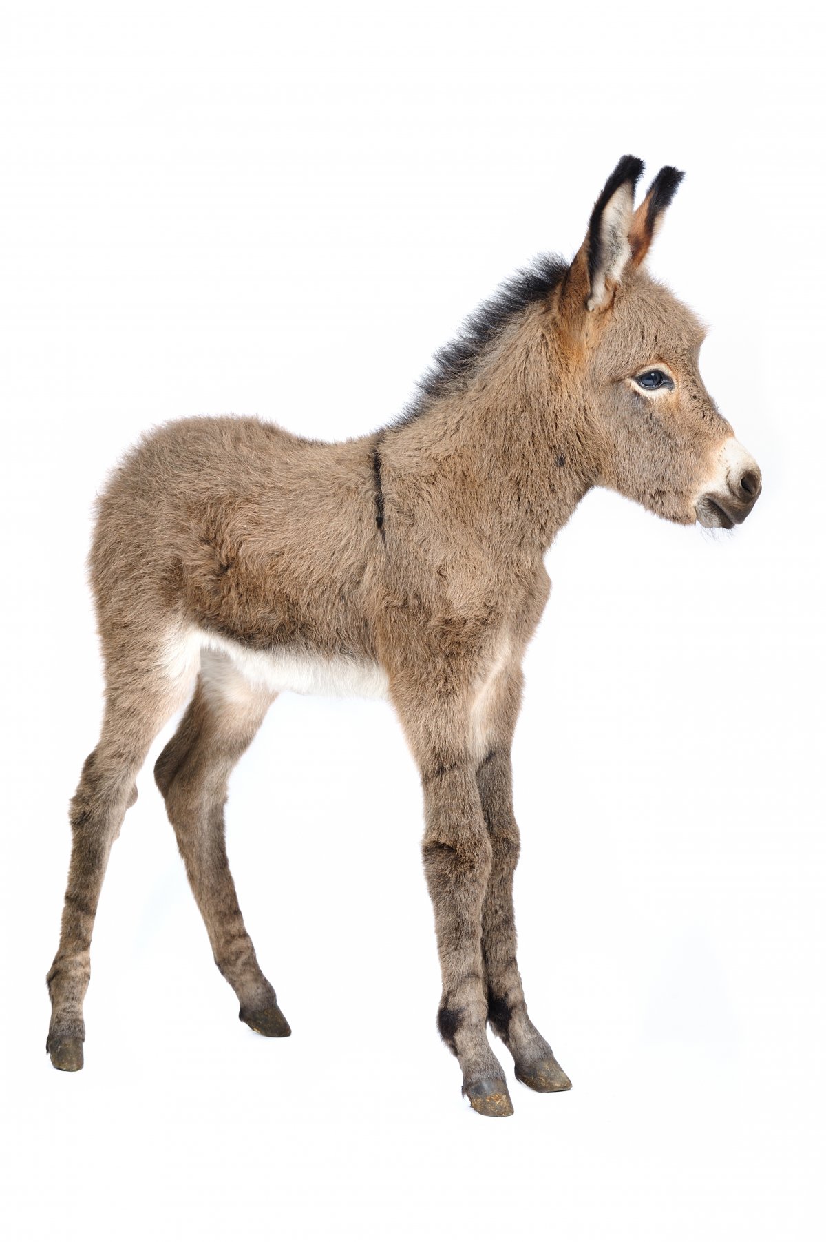 高清驴的图片下载,高清图片