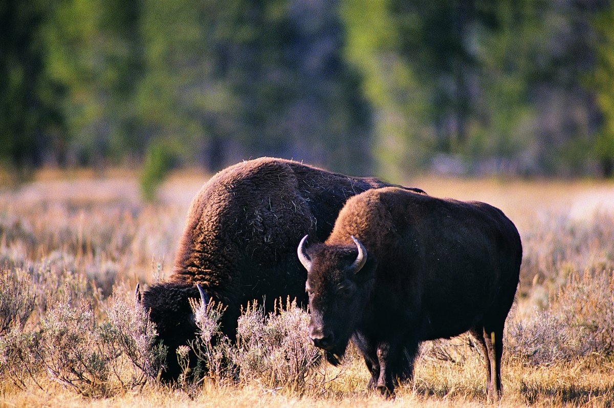户外低头吃草的野牛图片