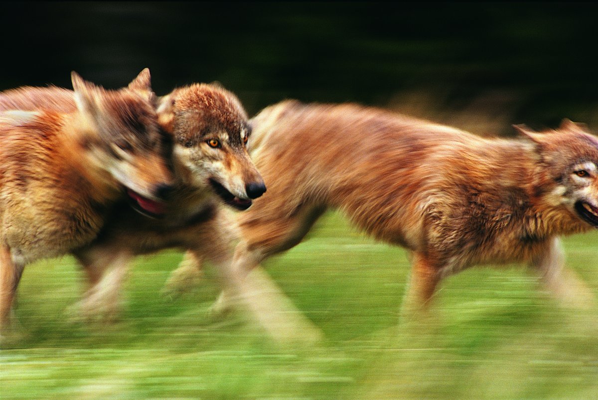 奔跑的狼霸气图片