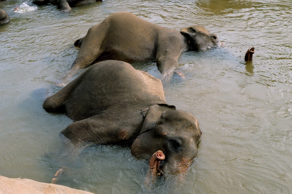 大象用鼻子给小象洗澡图片