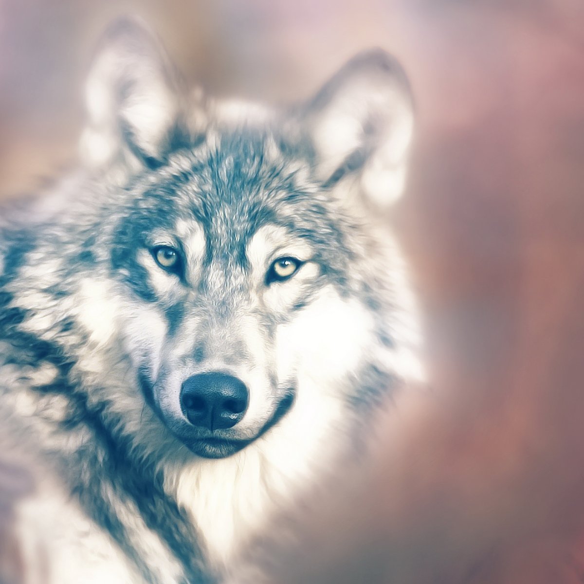 狼的照片 头像 帅气图片